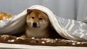  柴犬我把你压在身下,可以做点什么嘛猫素质投币三连