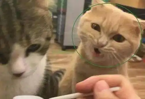  猫叫央子会挑季节吗,猫叫央子会挑时间吗