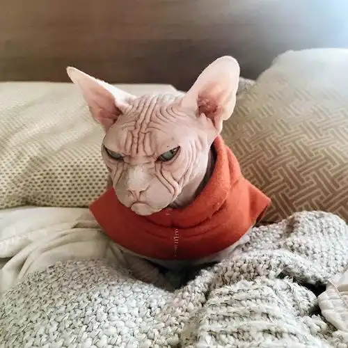  这是我见过表情最凶喵星人