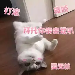 猫咪表情包打滚,撒娇,不要嫌弃我好吗
