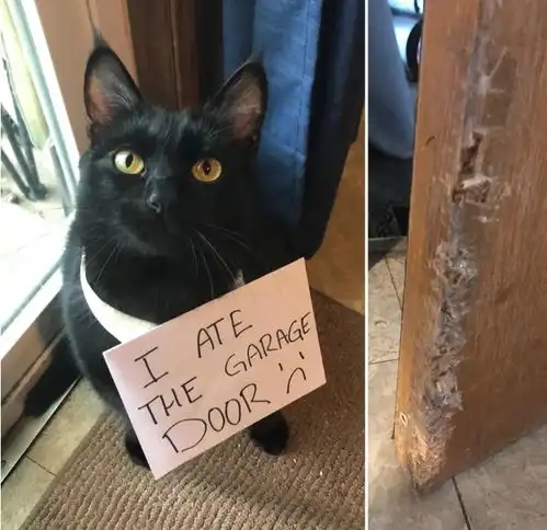  一群被迫认错的猫猫我错了,但下次还敢