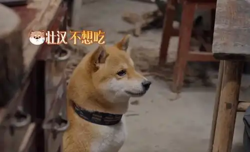  向往的生活张子枫听到划船表情可爱,张艺兴为带牛肉套路节目组