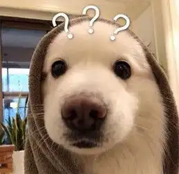  狗狗表情包确认过眼神,是不理的人
