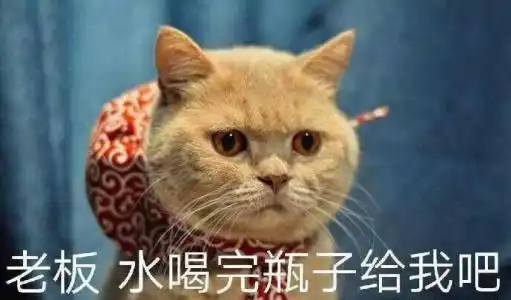  初代网红猫去世你表情包有它吗