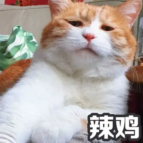  云养宠你知道这些网红宠吗