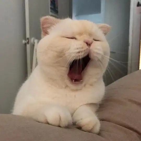 玫瑰沾白糖的相册天使猫猫的表情包