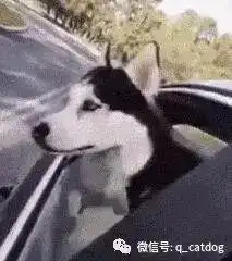 二哈指着别人的表情包