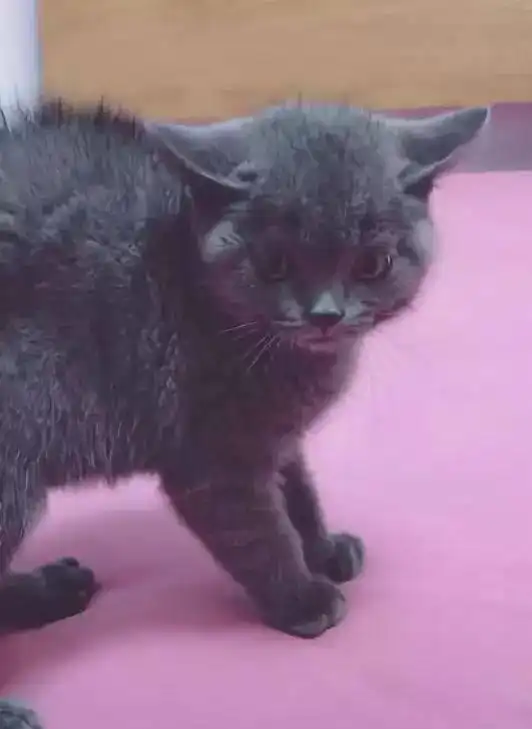  蓝猫与小奶猫对峙,由于用力过猛出了糗,小表情让人笑喷
