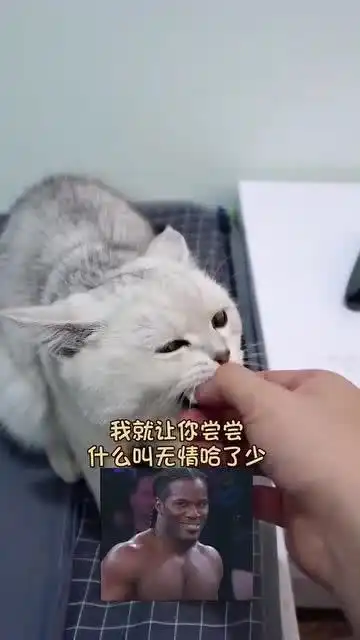 猫咪开心表情包动手