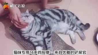  下班回家,给猫咪全身按摩,看着小猫咪舒服的表情,心里好开心