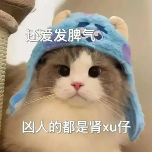  猫咪表情包宝,你实在过分冷漠,泪已打湿我的世界