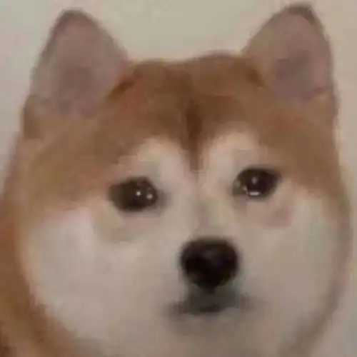  舔狗必备表情包今天该舔谁好呢