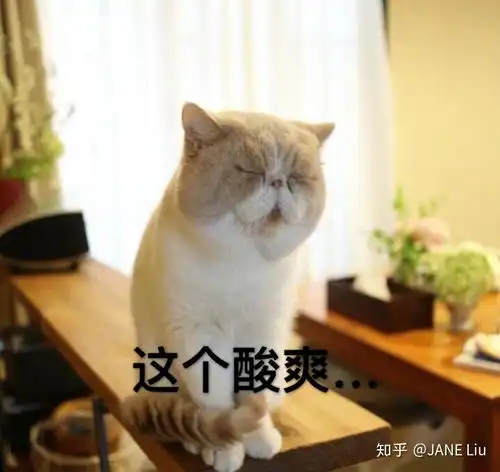  有没有猫咪表情包