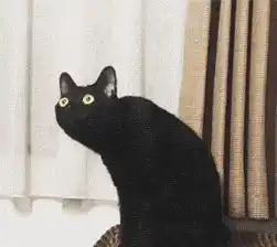  猫奴竟然还分等级进来看看你是几级猫奴