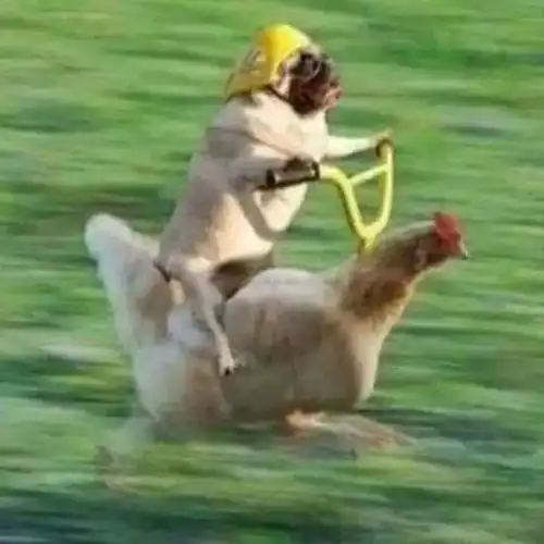  要么在草坪上踢球,要么在草坪上看球