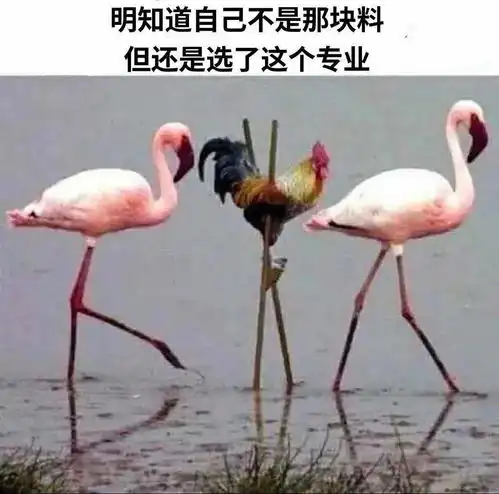  大学这个东西,只有上过了才知道和想象中完全不一样