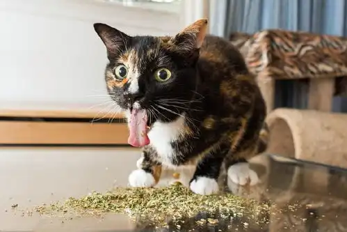 猫咪开心表情包猫薄荷