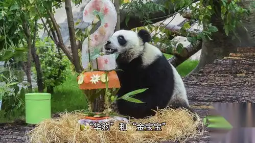  商业压力下的抉择芬兰动物园提前送还大熊猫