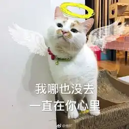  泪网红猫楼楼去世,我的表情包回到了汪星球...