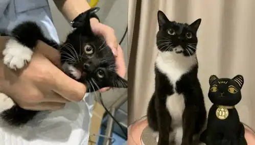 国际猫咪日这猫吃耗子药啦,现在,它又胖又快乐