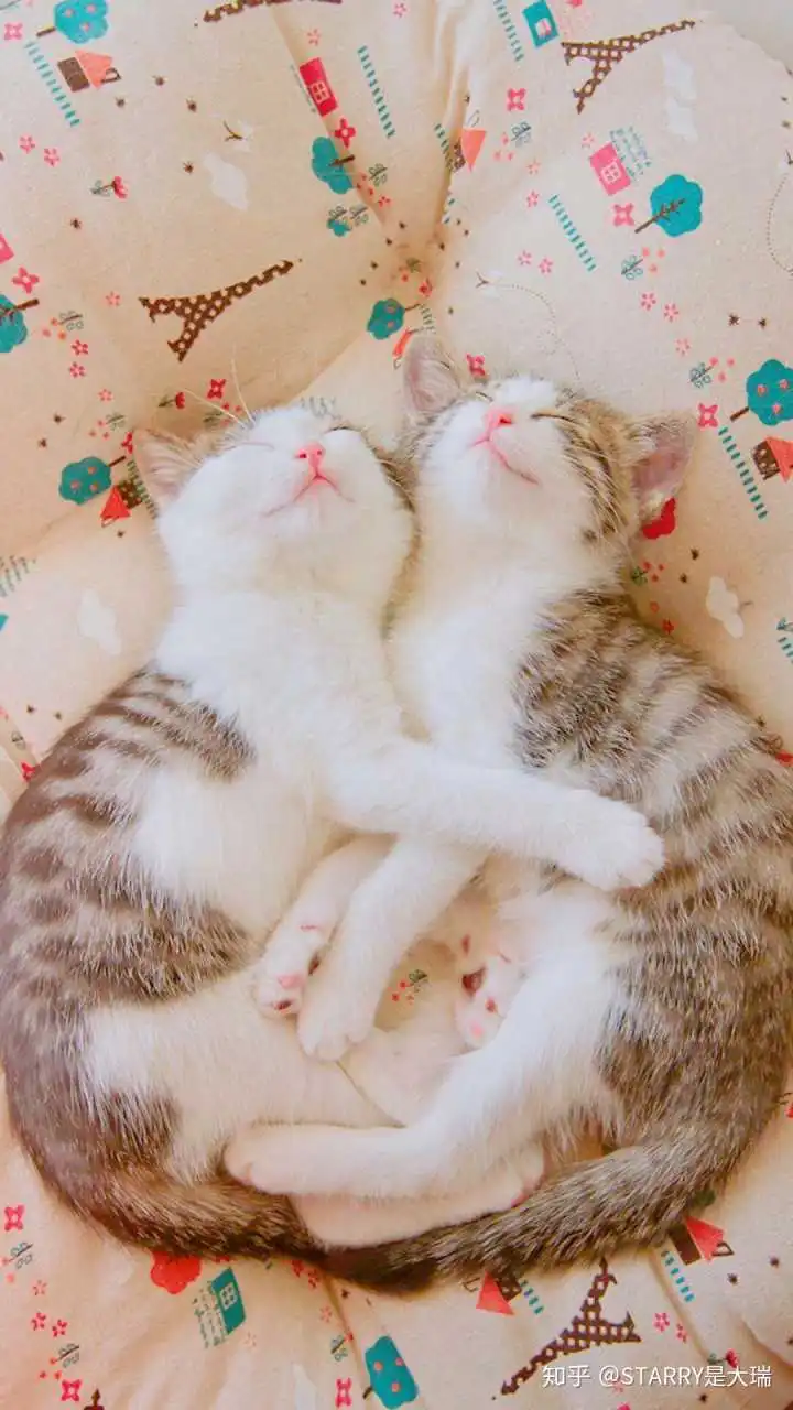  表情你拍过最萌的猫猫照片starry是大瑞的回答表情