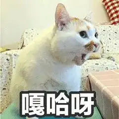  表情网红猫楼楼动态表情