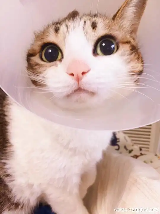  玫瑰沾白糖的相册天使猫猫的表情包
