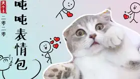  小奶猫跟随主人到厨房外,不让进就骂骂咧咧,差点说出话来