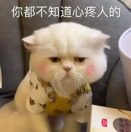 网红猫表情包讨好