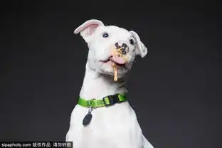 舔狗图片表情包鼻子