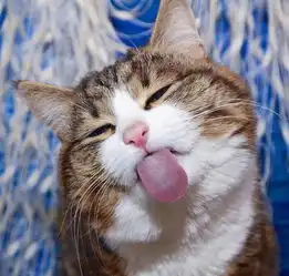  这只励志网红猫,每张照片都是行走的表情包