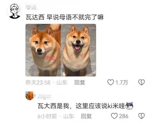  笑不活了教你如何检验是否买到真柴犬引热议,我却笑死在评论区
