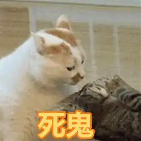  猫咪的正确抱法你get了吗