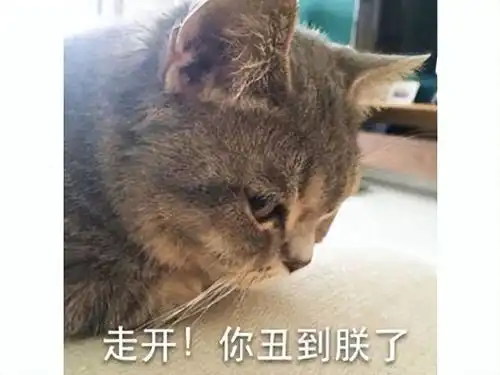  育碧一个操作让暴雪躺枪把去世小猫做进新游,网友感慨当年