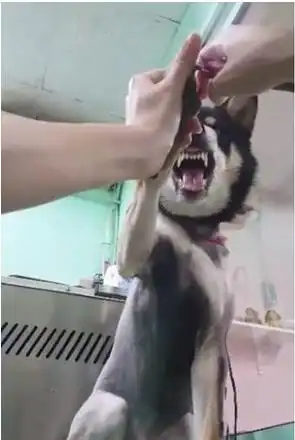 我崩溃了表情包狗头