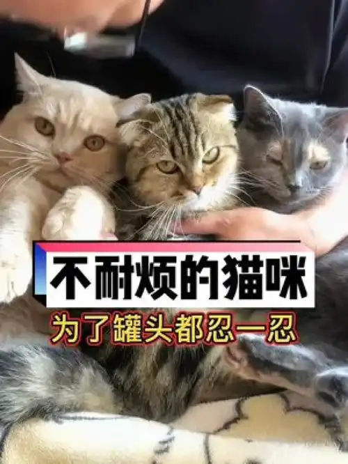  是谁哼唧的被我发现不给罐头喵星人铲屎官的乐趣治愈猫咪猫咪的迷惑行为