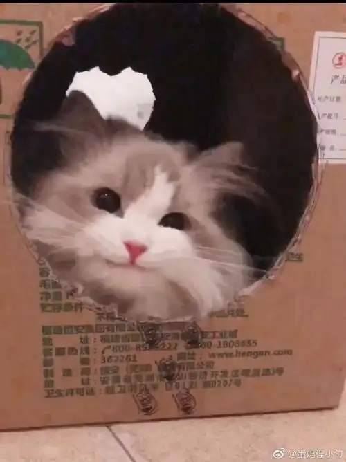  网友给了猫一个箱子,猫竟高兴到表情管理失败,哈哈...
