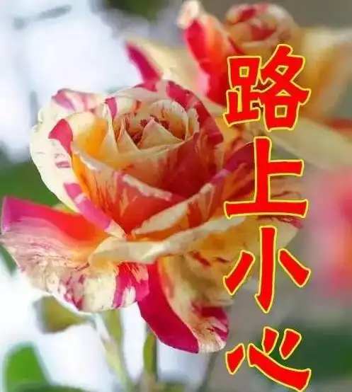  十二月第一天,女人节,最美祝福送给天下所有女人