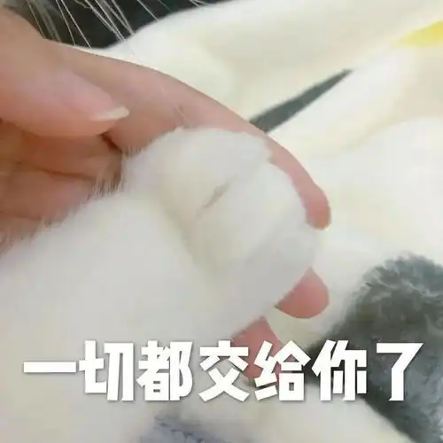  沙雕猫咪表情包