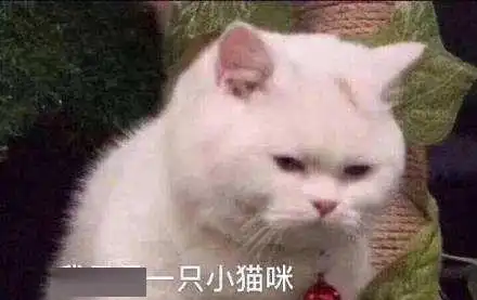  猫我没办法和你解释,因为我只是一只小猫咪啊