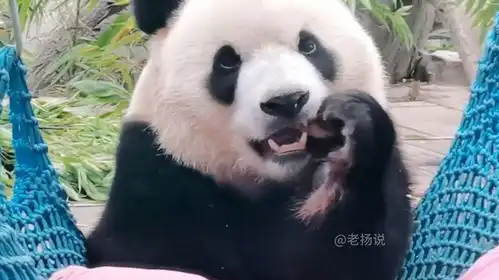  北动大熊猫胖大海福星的搞笑往事