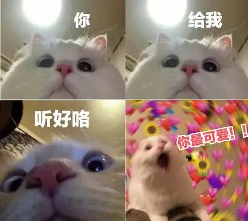  谢谢猫猫,你也很可爱