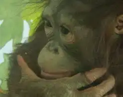  babyorangutanseeksmatethroughpersonalad