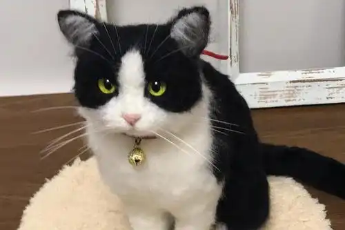  学点猫咪心理学,袖虎很靠谱