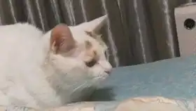  沙雕猫咪表情包