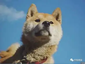  16岁表情包柴犬北登去世日本网民集体哀悼
