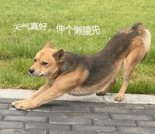 草地养动物表情包文案