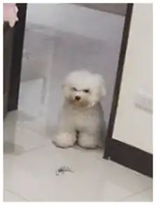  撞见小主人独宠喵皇,狗狗站门口表情崩溃原来我不是你的唯一