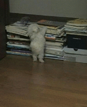 小孩打人表情包gif