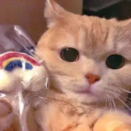  猫猫头像我在熬夜,熟了叫你时间